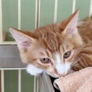 猫紹介★ミオリネ