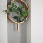 長年憧れていたあの植物が我が家に！！