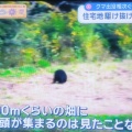 【悲報】くまちゃん1つの畑に11頭出没してしまう