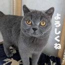 エキゾチックショートヘアーの女の子