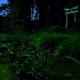 ���󥸥ܥ���