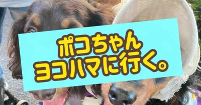 ポコちゃん、ええ感じや。
