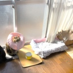 ニャンコ11匹気ままな生活♡