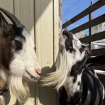 ヤギ飼ってみた