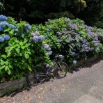 トリと自転車と私