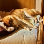 風太通信～柴犬風太の日記帳