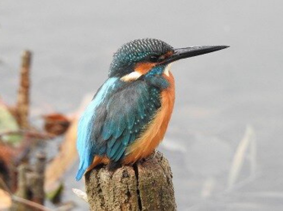 2025年12月21日の野鳥公園