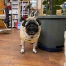 水曜日の、さんちゃん。