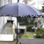 うちのとらまる