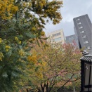 日比谷から蔵前神社までランで