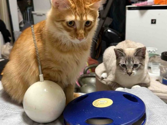 探し物はなんですか　20261027