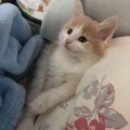 私のインフルが旦那にうつった。諸悪の根源は私なんだけど、旦那が「明日は忙しいから仕事を休めない」とか言い出して意味不明。高熱出しながら仕事なんかできるわけないだろ！