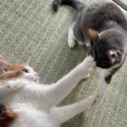 高齢猫と若い猫のじゃれ合いとパンダの思い出