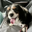 トリミング / 今月から駆虫薬