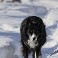 【犬のいる幸せ】あれ！いいかも？とプライドをかなぐり捨てる（笑）
