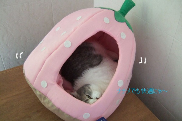 青にゃんワールド - 猫のIBD