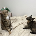 ねこかます