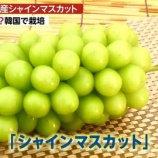 『【地獄】韓国が勝手に栽培したシャインマスカット、海外で大人気！！ 韓国「日本が30年かけて開発したが品種登録しなかった日本が悪い」』の画像