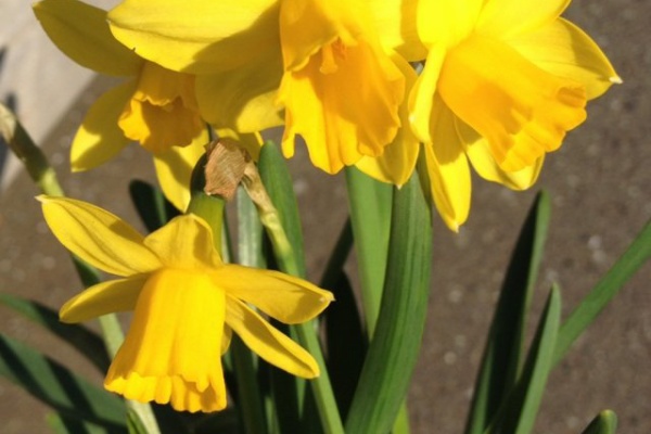 カムとキクタンの大満足時代 開花期