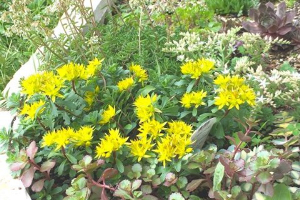 Succulent 北海道多肉地植えプロジェクト Succulent 北海道多肉地植えプロジェクト