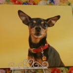 水戸ペットセレモニーのblog【ペット火葬・霊園・茨城・水戸市】