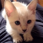 人生　逆落とし