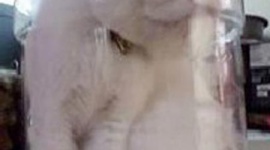 【バカ発見器】ネコを瓶詰めにした女性が大炎上…台湾