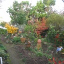 １１月２９日の庭－２