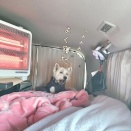 犬連れ車中泊で必要だったもの。実際に使ってよかったグッズまとめ