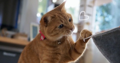 猫じゃらし落とし♪