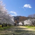 長野で4月の桜を見る