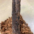 新着生体紹介！イグアナ大量入荷!!