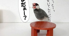 ジルたん、今日は手抜き？？