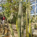 サボテンとシロアリの関係について(2025)