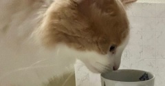 ポーセラーツに初チャレンジしました