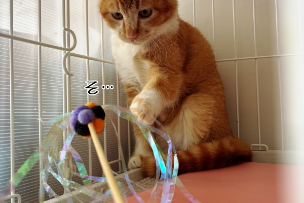 猫とお酒と日々のこと Powered by ライブドアブログ