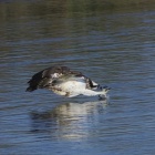 『投稿：遠いトビモノこそボーグで～ミサゴ5態　2023/12/18』の画像