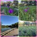 長崎県大村公園の花菖蒲