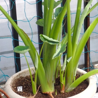 Heyモーの家庭菜園を楽しむ