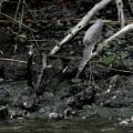 2026年6月5日の野鳥公園