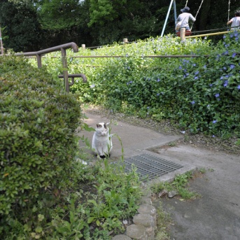 やさしいねこ ２