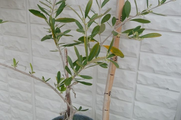 きの子のdiyガーデン 流木を庭で