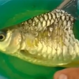 『身体を半分失いながら長生きした魚』の画像