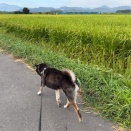 遅かったから暑いで