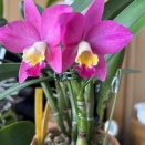 プチプチスマイル初恋