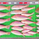 2025年11月16日　釣果