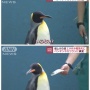値上げの波が水族館のペンギンにまで！！ 餌を変更されて不服なペンギンさんの様子をご覧ください
