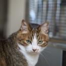 ストーブ見つめるとらやんと会社行きたくない飼い主と(とら麦197)