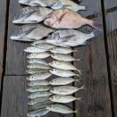 ４月14日の釣果速報