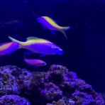 猫吉の海水魚日記